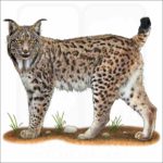 Iberian Lynx illustration