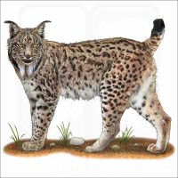 Iberian Lynx illustration