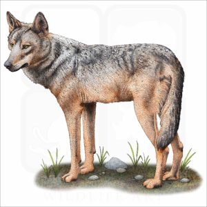 Iberian Wolf illustration