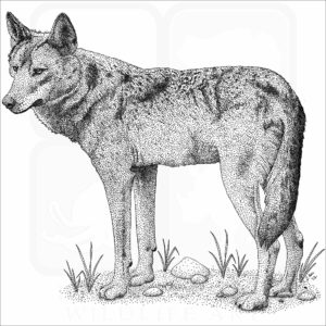 Iberian Wolf