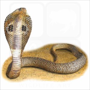Indian Cobra illustration