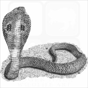 Indian Cobra