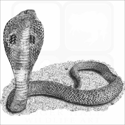 Indian Cobra