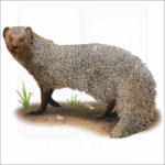 Indian Gray Mongoose illustration