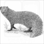 Indian Gray Mongoose