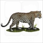 Indian Leopard illustration