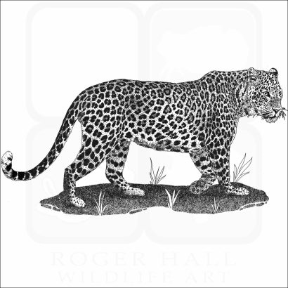 Indian Leopard