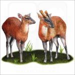 Indian Muntjac Deer illustration