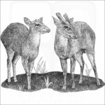 Indian Muntjac Deer