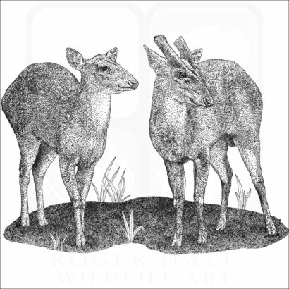 Indian Muntjac Deer