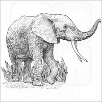 African Forest Elephant