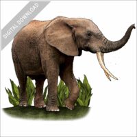African Forest Elephant stock image