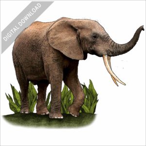 African Forest Elephant stock image