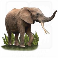 African Forest Elephant illustration