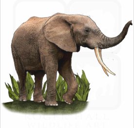 African Forest Elephant illustration