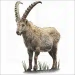 Alpine Ibex illustration