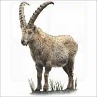 Alpine Ibex illustration