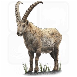 Alpine Ibex illustration