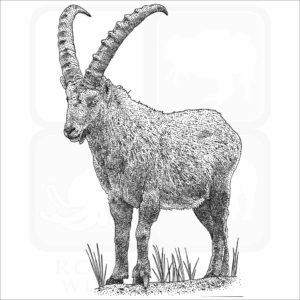 Alpine Ibex