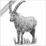 Alpine Ibex
