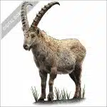 Alpine Ibex stock image