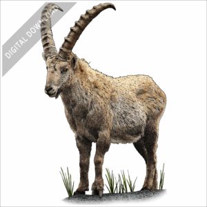 Alpine Ibex stock image