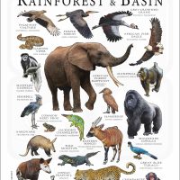 Animals of the Congo Rainforest poster print