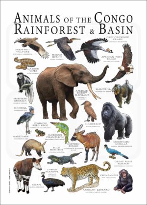 Animals of the Congo Rainforest poster print