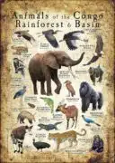Animals of the Congo Rainforest poster print