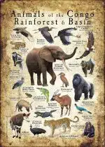 Animals of the Congo Rainforest poster print