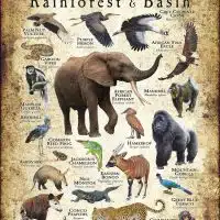 Animals of the Congo Rainforest poster print