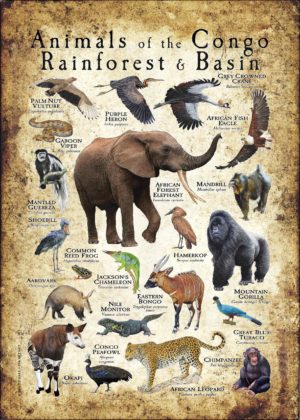 Animals of the Congo Rainforest poster print