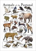 Animals of the Pantanal