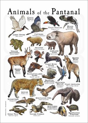 Animals of the Pantanal
