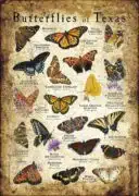 Butterflies of Texas poster print