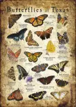 Butterflies of Texas poster print