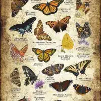Butterflies of Texas poster print