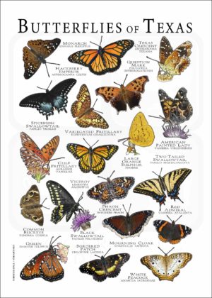 Butterflies of Texas poster