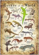 Gecko of the World poster print