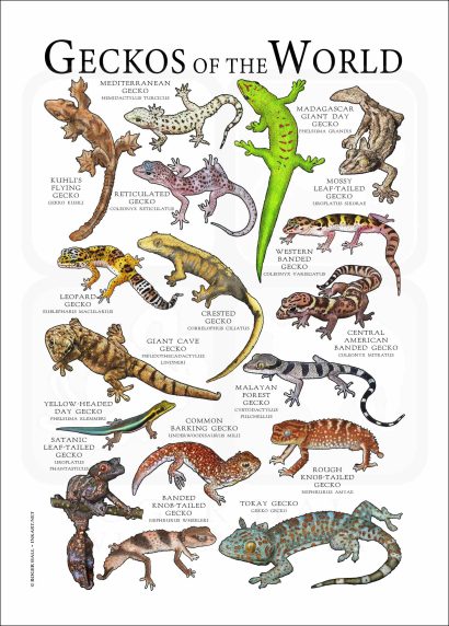 Gecko of the World