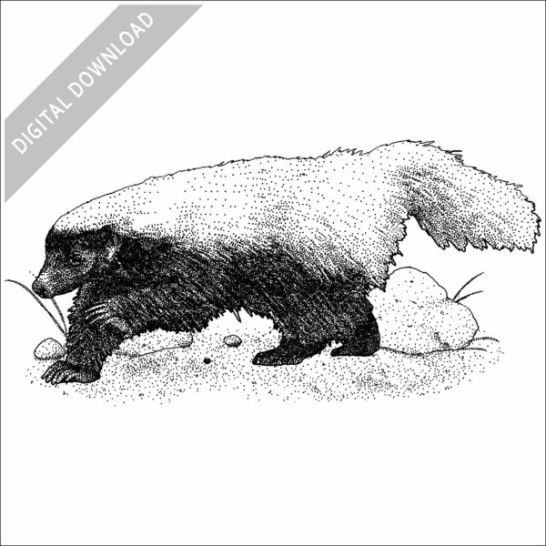 Stock Art Drawing of an American Hog-Nosed Skunk - Image 2