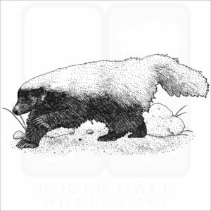 Hog-Nosed Skunk