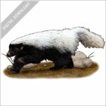 Hog-Nosed Skunk stock image