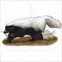 American Hog-Nosed Skunk illustration