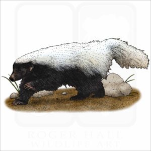 American Hog-Nosed Skunk illustration