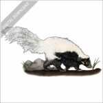 Hooded Skunk stock image