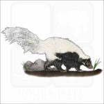 Hooded Skunk illustration