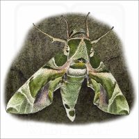 Jade Hawk Moth illustration