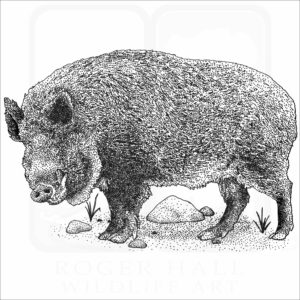 Japanese Wild Boar