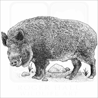 Japanese Wild Boar
